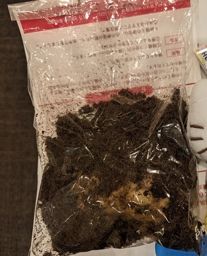 えらぶゆりの球根